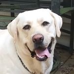 Howard Dibble - @hdibble45 - Instagram