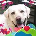 Howie Dibble - Facebook