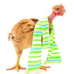 Howard Dobson - @poultrypaddock - Instagram