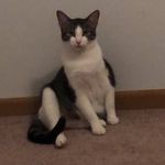 maxamilliano howard dodson - @maxmaxmaxmaxmaxmaxdodson - Instagram