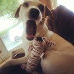 Howard Driver - @nozyanhartluc - Instagram