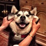 Howard Farrell - @howiethehusky - Instagram