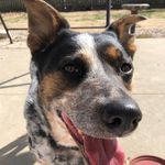 HowardFriendlyCanine - @howardfriendlycanine - Instagram