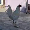 HowardGuest - @howardguest - TikTok