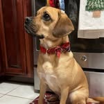 Howard Heck - @howiethepuggle5 - Instagram