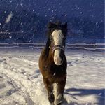 Howard Hicks - @howardh136 - Instagram
