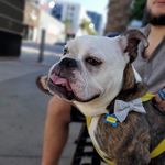 Howard Wrinklebalm Hicks - @howardthediaperdog - Instagram