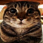 Howard Kao - @owardecow - Instagram