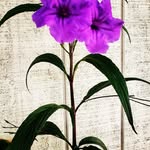 Jeanie Linderman-Howard - @jeanie.linderman - Instagram