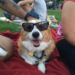 Sir Howard Lord of Tubbington - @sirhowardlordoftubbington - Instagram