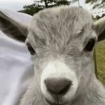 Howard Luo - @bubu_land_ - Instagram