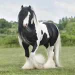 Jess Luton-Howard - @horsemania_ - Instagram