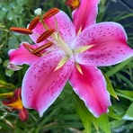 JamieAnn Howard Luttrell - Facebook