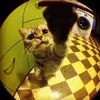 macey - @maceyyhoward - TikTok