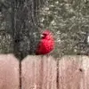 Howard McGuire - @howard.mcguire - TikTok