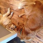 Addison And Howard Mcqueen - @mcqueen_dogs - Instagram