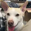 Howardmosesbubbachet - @howardmosesbubbachet - TikTok