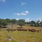 Howard Murray - @howardmurray8881 - Instagram