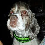 Scrappy - @scrappy_doo_howard_parton_dog - Instagram