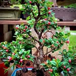 Howard Pennington - @candagoveata - Instagram