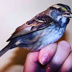 Howard "Silver" Pines - @howard_pines - Instagram
