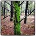 Howard Spring Nature Reserve - Pine Forest - Facebook