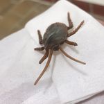 Howard - @howard_the_roach - Instagram