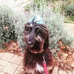 Howard Roark - @howardroark_afghan - Instagram