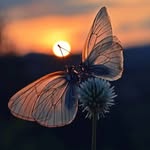 Howard Roark - @halfbloodprince_stardust_alien - Instagram