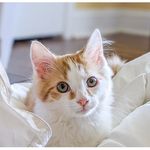 Howard Robbins - @howie_the_cat20 - Instagram