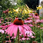 Howard Debbie Rush - @howarddebbierush - Instagram