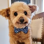 Howard's World - Senior Dog Retirement Community - @howardsworldseniordoggies - Instagram