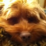 Howie - @howard_shenker - Instagram