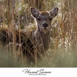 Howard Swaine - @howardswainephotography - Instagram
