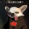 普羅多_喵喵 - @howard.tai - TikTok
