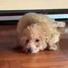 Howard Tan - @howard.tan8 - TikTok