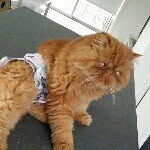 Howard Vincent 😺 - @_mr.howard - Instagram