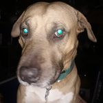 Howard Walls - @howarddude1234 - Instagram
