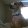 howard walls - @howard.walls5 - TikTok