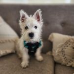 Howard 🐶 - @howard_westie23 - Instagram
