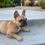 Howard Winston - @sirhowiethefrenchie - Instagram