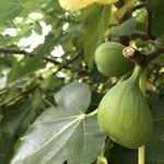 Howie Jones - @foodforestpermaculture - Instagram