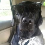 Howie Rogers - @howie_the_gangsta_dog - Instagram