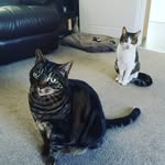 Howie, Toby, Arlo & Otto Smith - @howie.toby.arlo.otto - Instagram