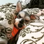 Hsin-Chieh Tang - @hsinchiehtang - Instagram