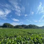 Hsiu Yang - @hsiu520 - Instagram