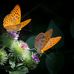 Hubert Caldwell - Facebook