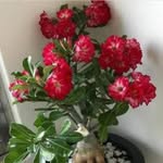 hani - @hubert.cartwright110 - Instagram