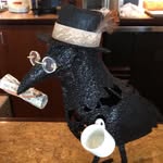 Hubert - @hubertthecrow - Instagram