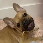 Hubert the fashionable frenchie - @hubertduncan_kcfrenchie - Instagram